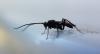 Helconinae inconnu